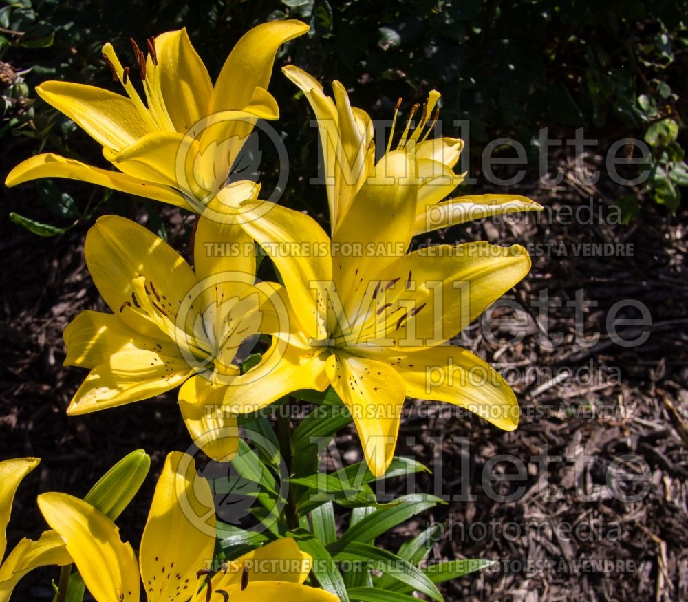 Lilium Easter Bonnet (Asiatic Lily) 1