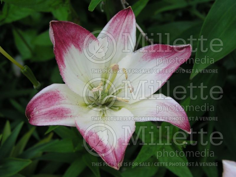 Lilium Lollypop (Asiatic Lily)  1