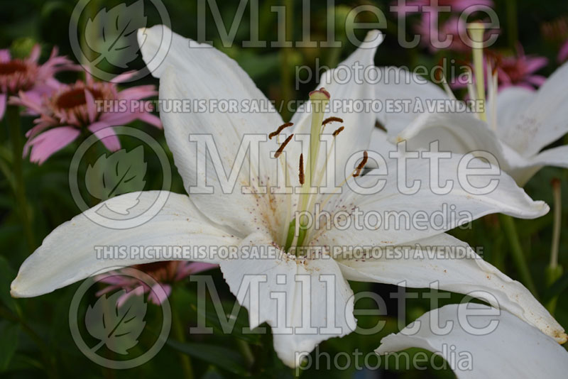 Lilium New Wave (Asiatic Lily)  1