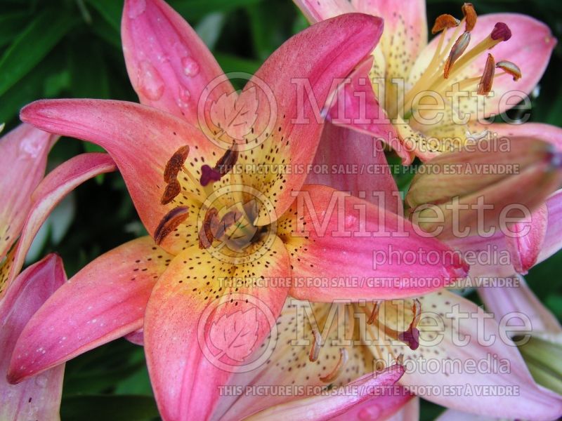 Lilium Pink Pixie (Lily) 1 