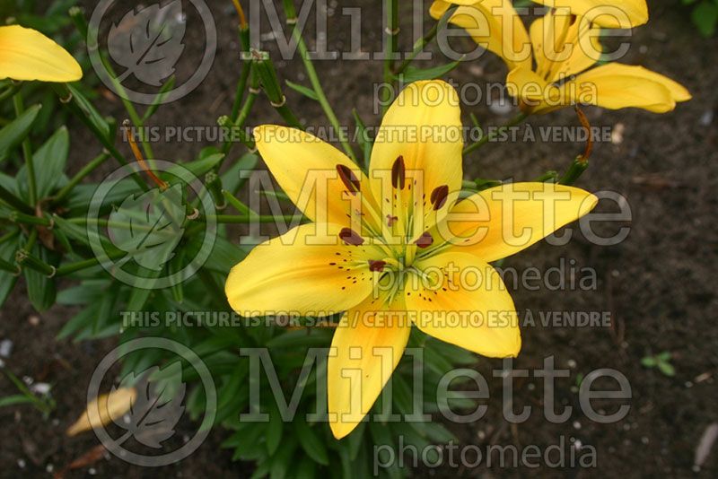 Lilium Sunray (Asiatic Lily) 2