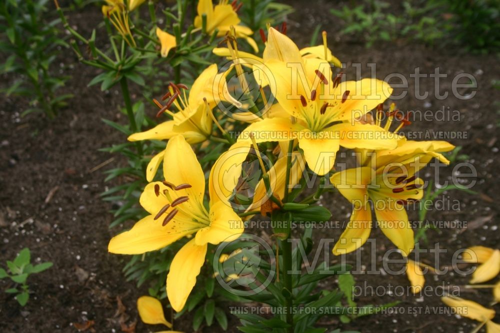 Lilium Sunray (Asiatic Lily) 1