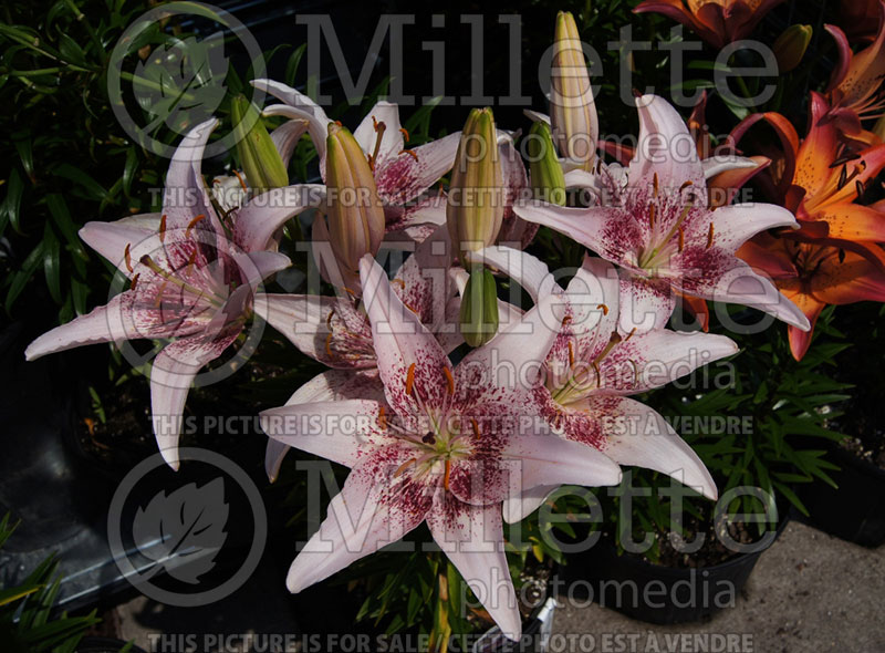 Lilium Tango Dot Com (Asiatic Lily)  1