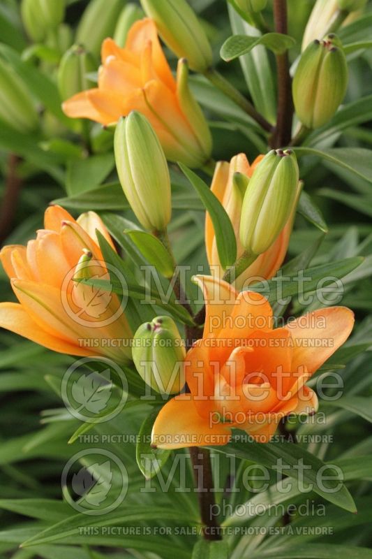 Lilium Tiny Double You (Asiatic Lily)  3