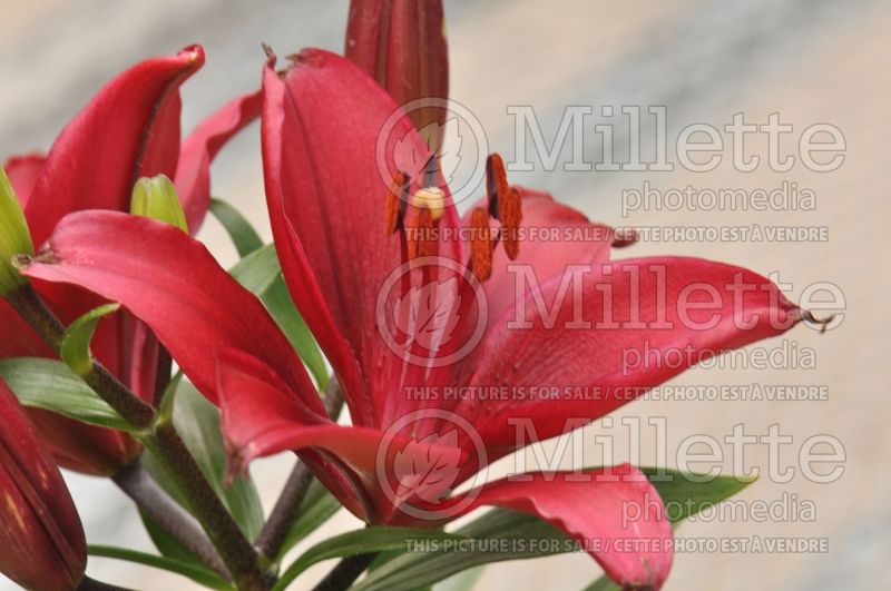 Lilium Tiny Ghost (asiatic Lily)  6