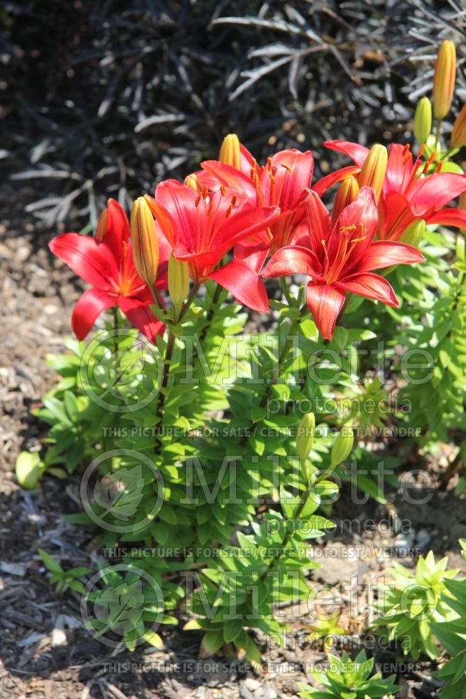 Lilium Tiny Hope (Asiatic Lily)  3