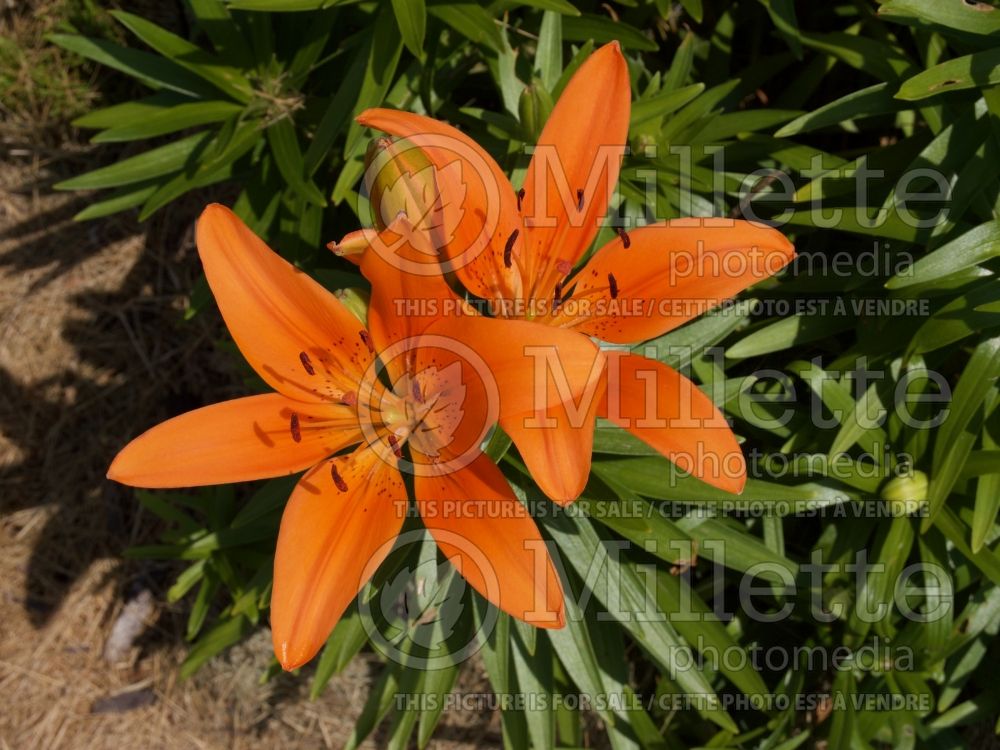 Lilium Tiny Invader (Asiatic Lily) 1