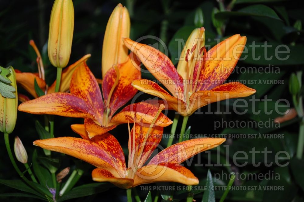 Lilium Tiny Orange Sensation (Asiatic Lily)  3