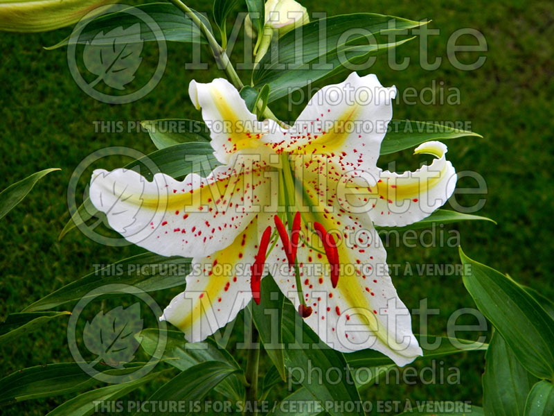 Lilium auratum (golden-rayed lily)  1