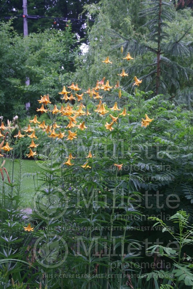 Lilium canadense (Canada Lily) 5 
