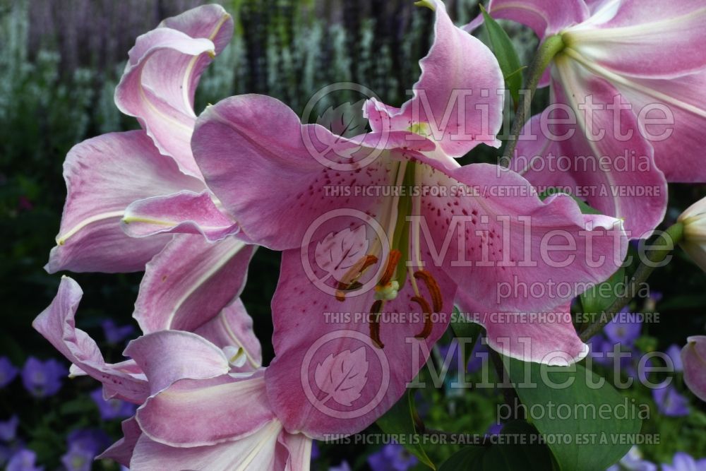 Lilium Farolito (oriental Lily) 1