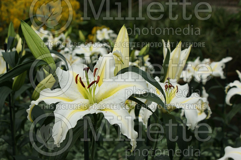 Lilium Legend (Oriental Lily) 1 