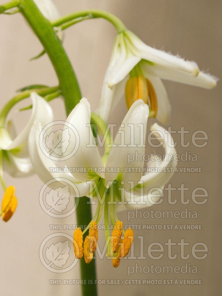 Lilium martagon var. albiflorum (Lily) 2 