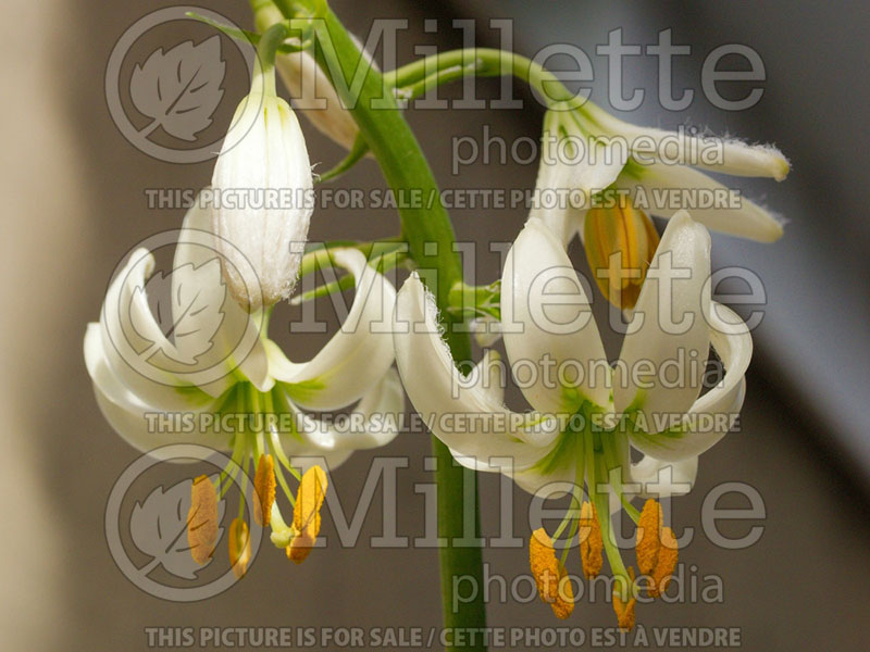 Lilium martagon var. albiflorum (Lily)  1