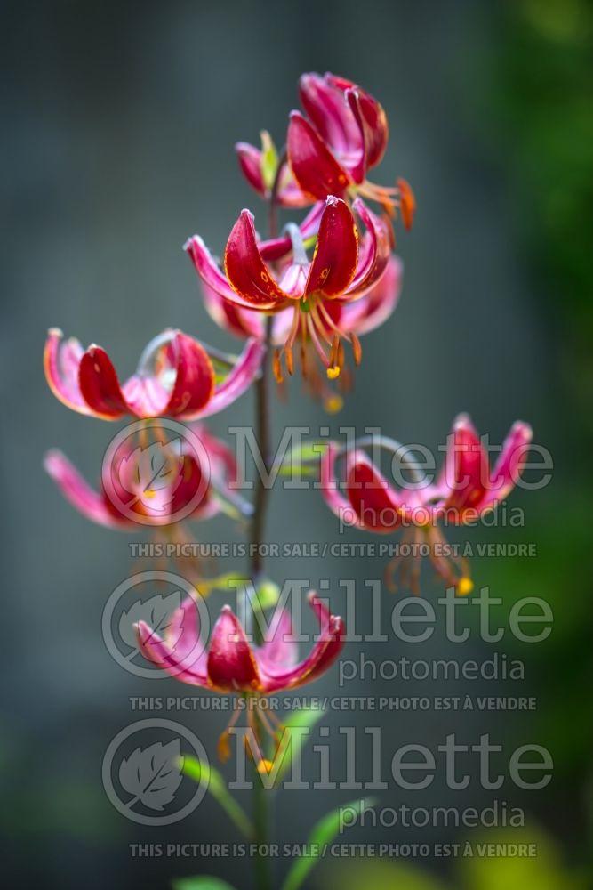 Lilium Claude Shride (Lily)  6