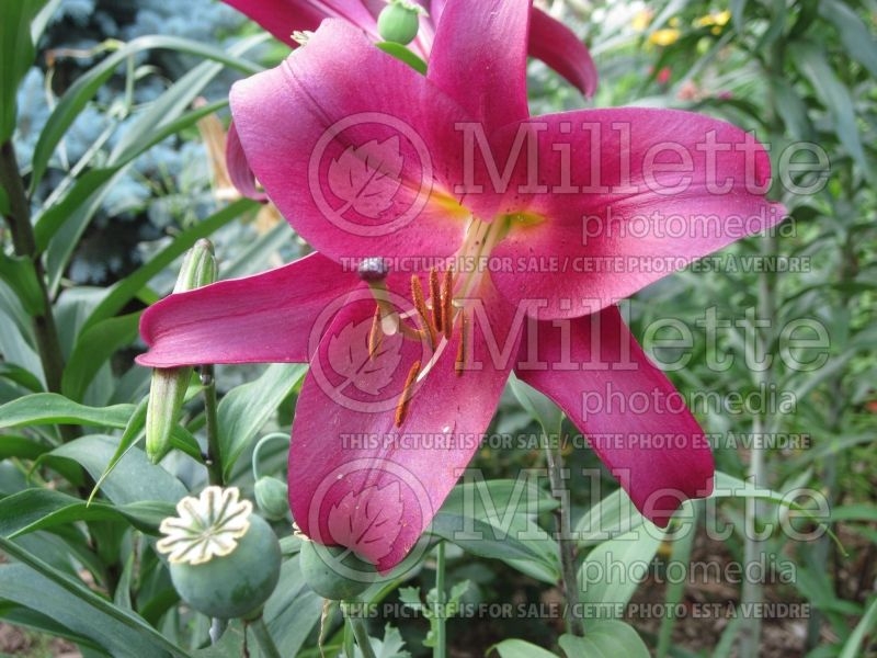 Lilium Mussasi (lily)  1