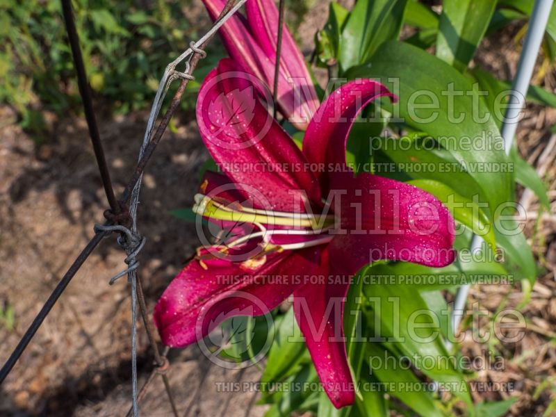 Lilium Formia (Lily)  1