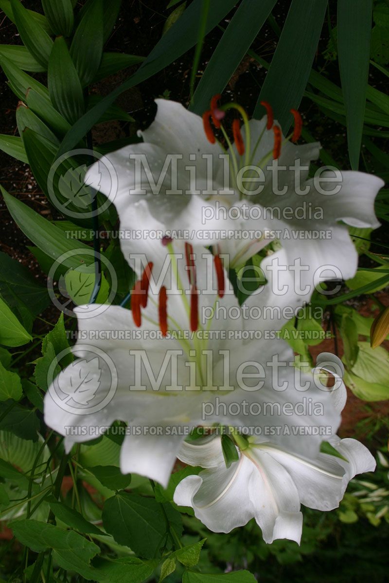 Lilium Casa Blanca aka Casablanca (Oriental Lily)  1