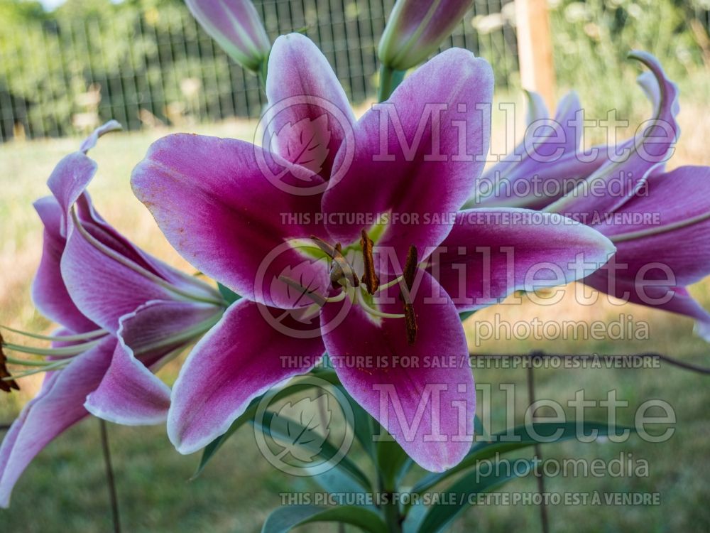 Lilium Dalian (oriental Lily) 2