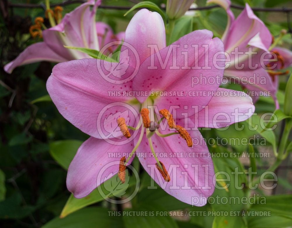 Lilium Emani (oriental Lily)  1