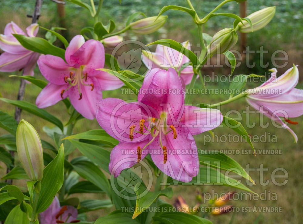 Lilium Emani (oriental Lily)  2