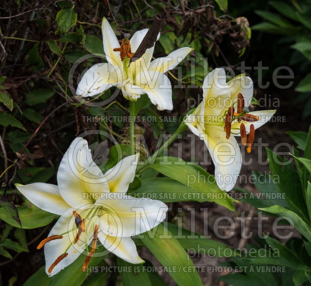 Lilium Legend (Oriental Lily) 3 