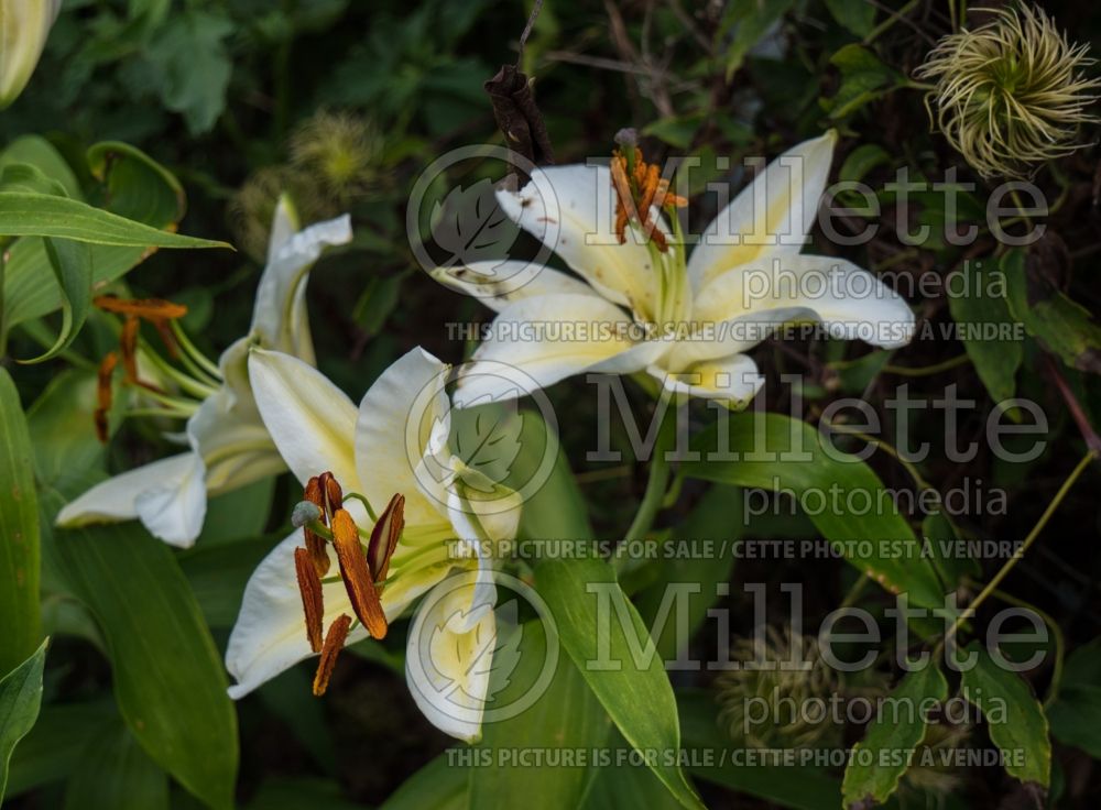 Lilium Legend (Oriental Lily) 4 