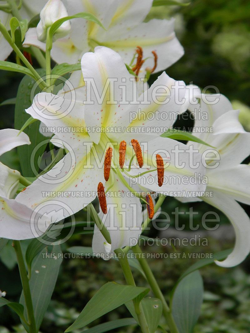 Lilium Muscadet (Oriental Lily) 1