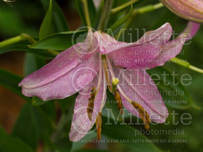Lilium Penthouse (Oriental Lily) 1 