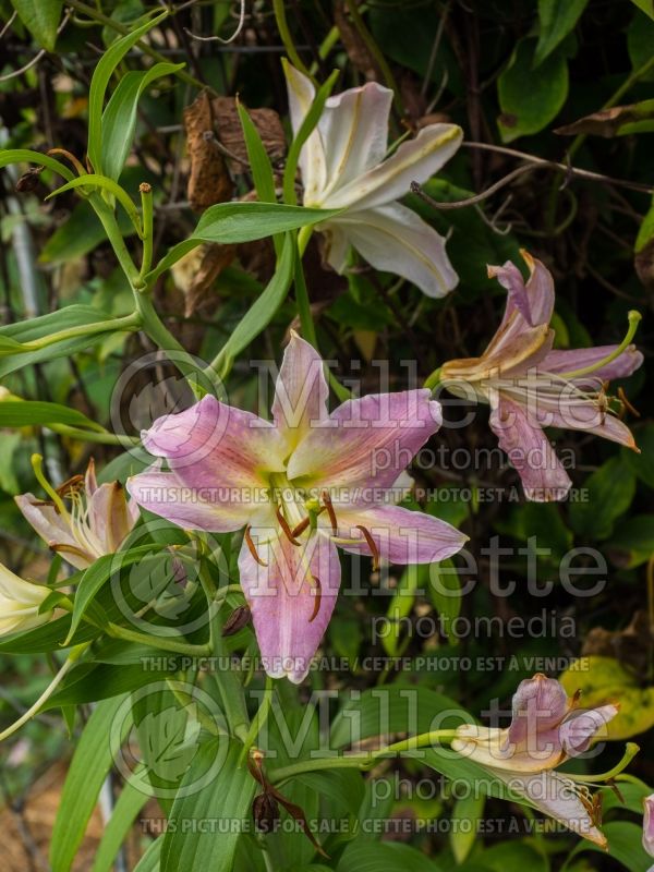 Lilium Pink Mystery (oriental Lily)  1
