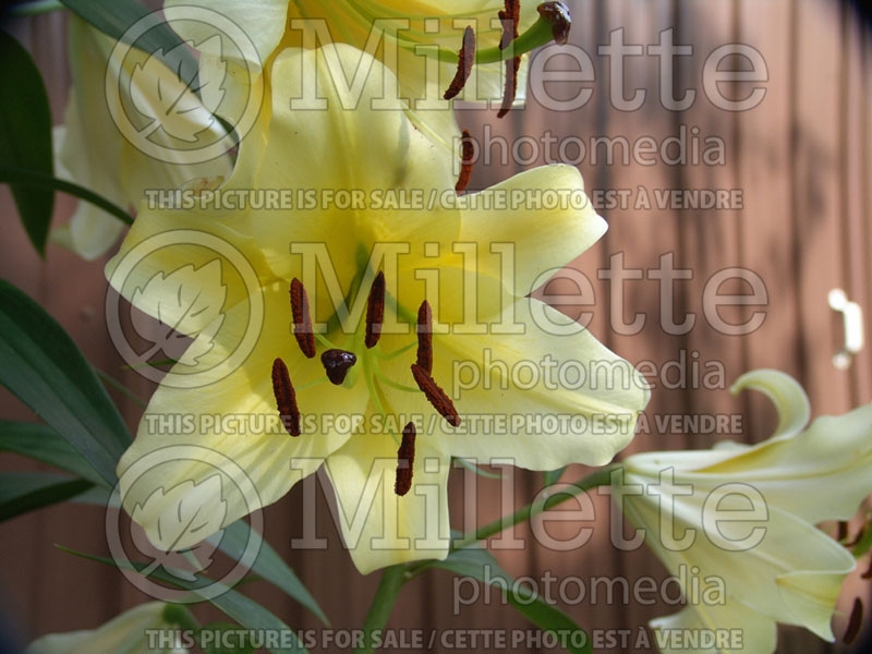 Lilium Yellow Stargazer (Lily)  2