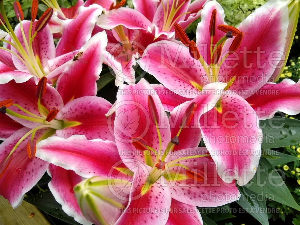 Lilium Starlight Express (oriental Lily) 2