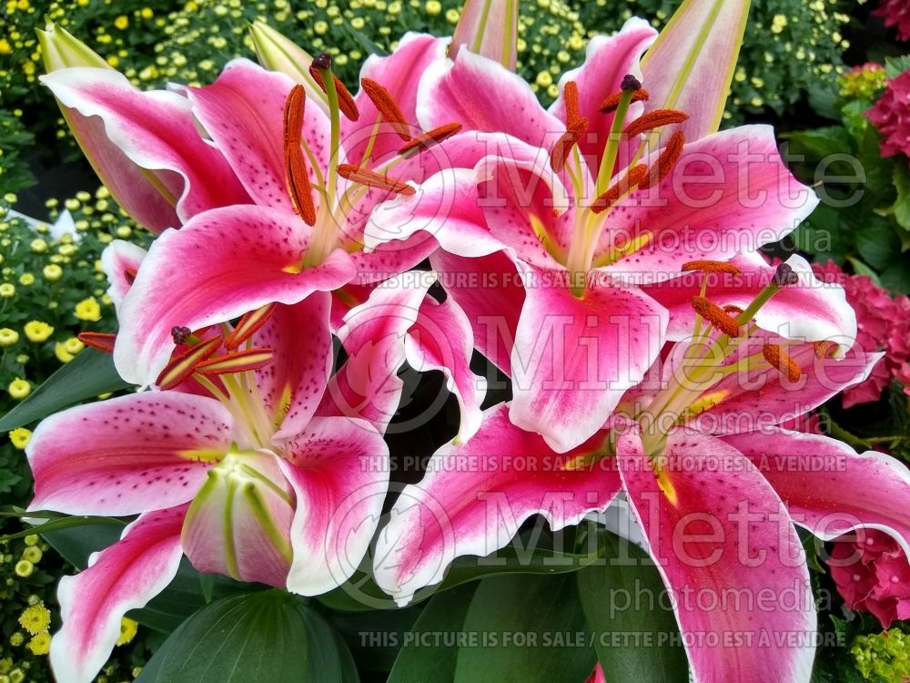 Lilium Starlight Express (oriental Lily) 3