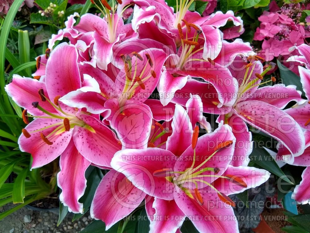 Lilium Starlight Express (oriental Lily) 4