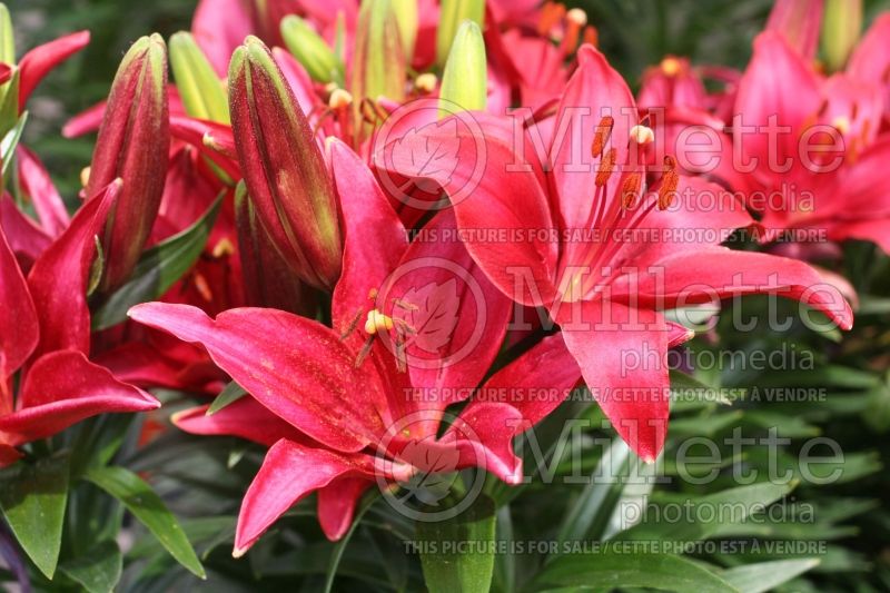 Lilium Tiny Ghost (asiatic Lily)  4