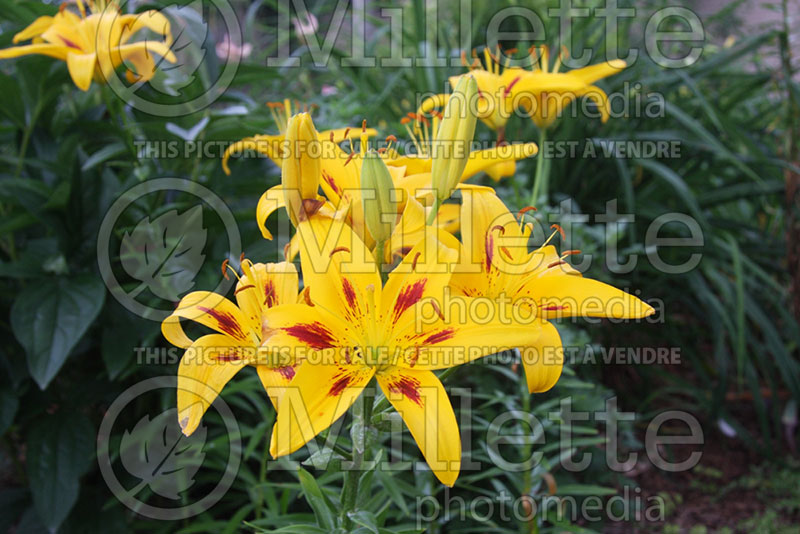 Lilium Willow Wood (Asiatic Lily) 1 