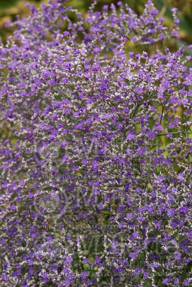 Limonium Violetta (Sea Lavender) 1 