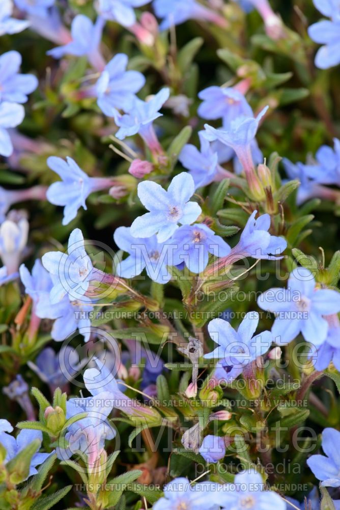 Lithodora Heavenly Blue (Blue Lithospermum) 1