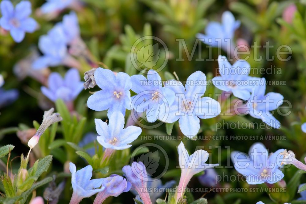 Lithodora Heavenly Blue (Blue Lithospermum) 2