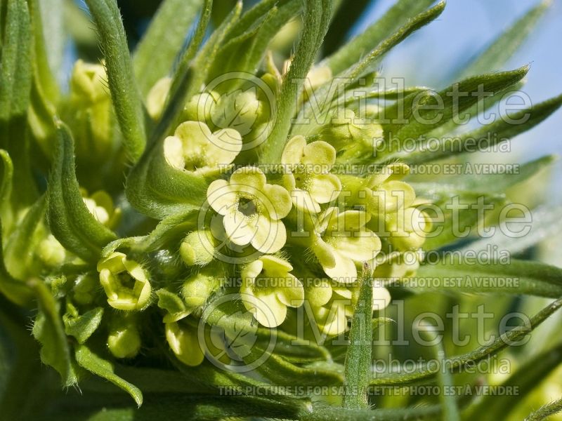 Lithospermum ruderale (Woolly Gromwell) 1