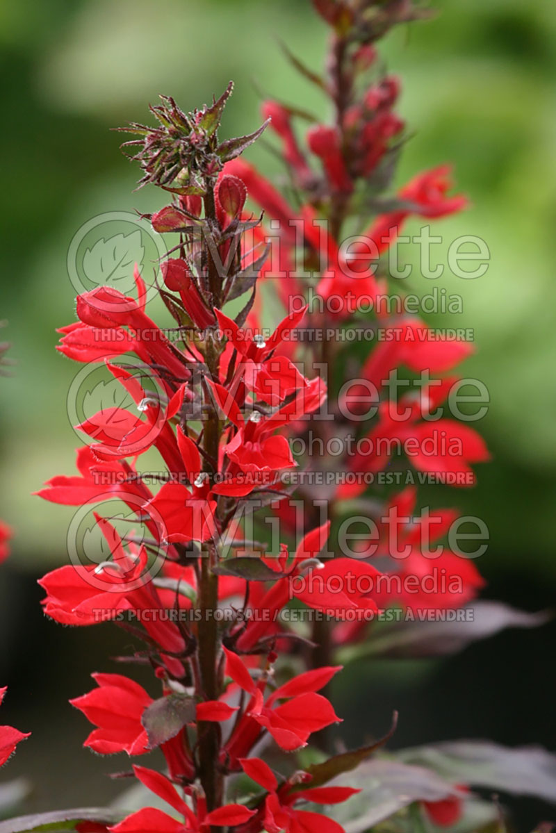 Lobelia Fan Scarlet (Cardinal Flower) 6 