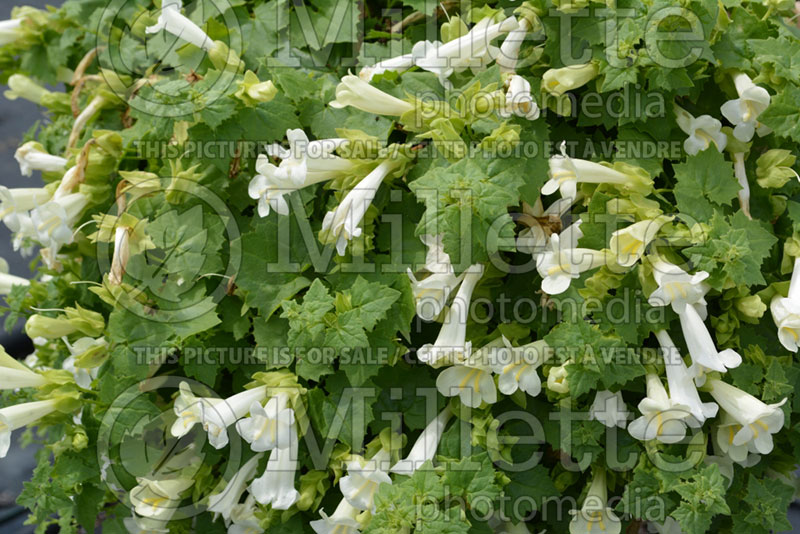 Lophospermum Lofos Compact White (Creeping Gloxinia, Mexican Twist) 2 
