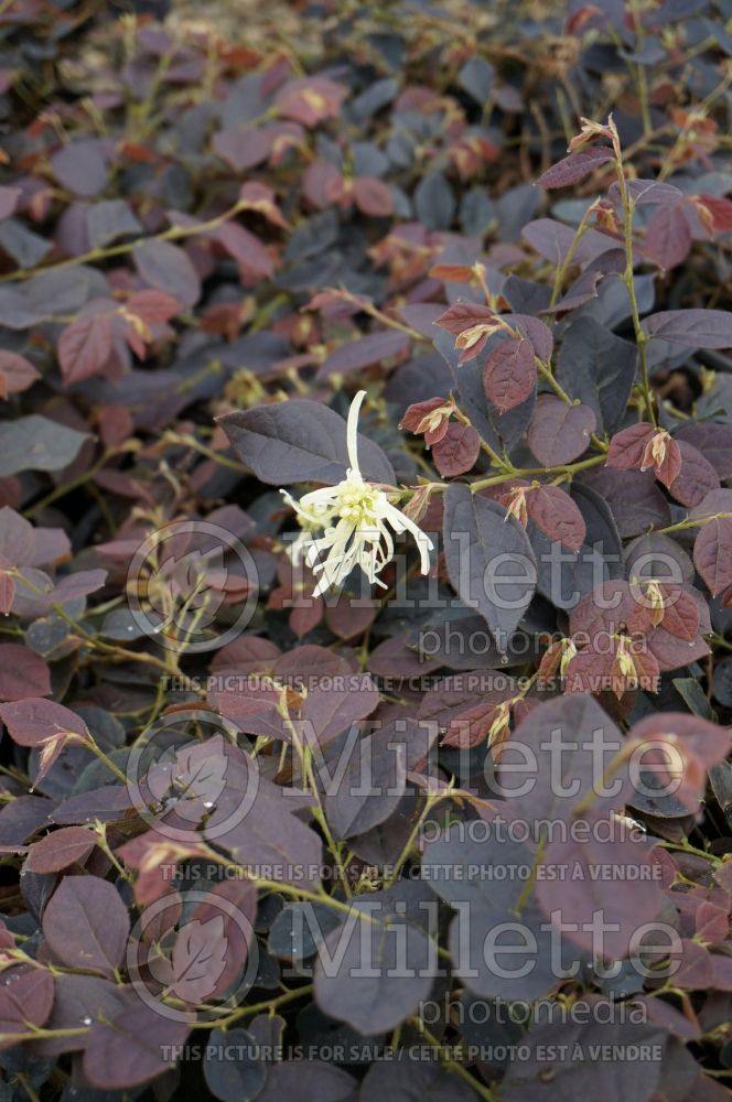 Loropetalum Ruby Snow (Fringeflower) 1 