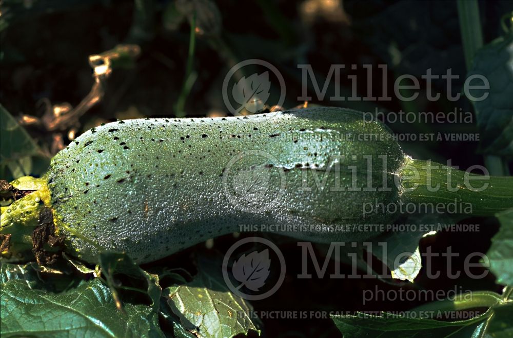 Luffa aegyptiaca (sponge gourd, Egyptian cucumber) 1