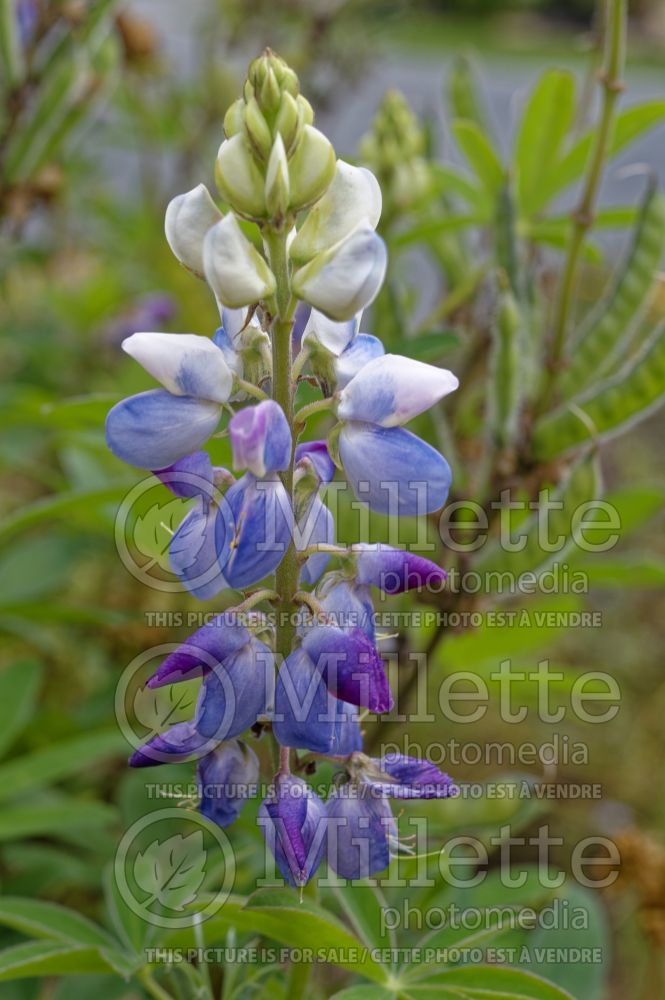 Lupinus mexicanus (Mexican Lupine) 2