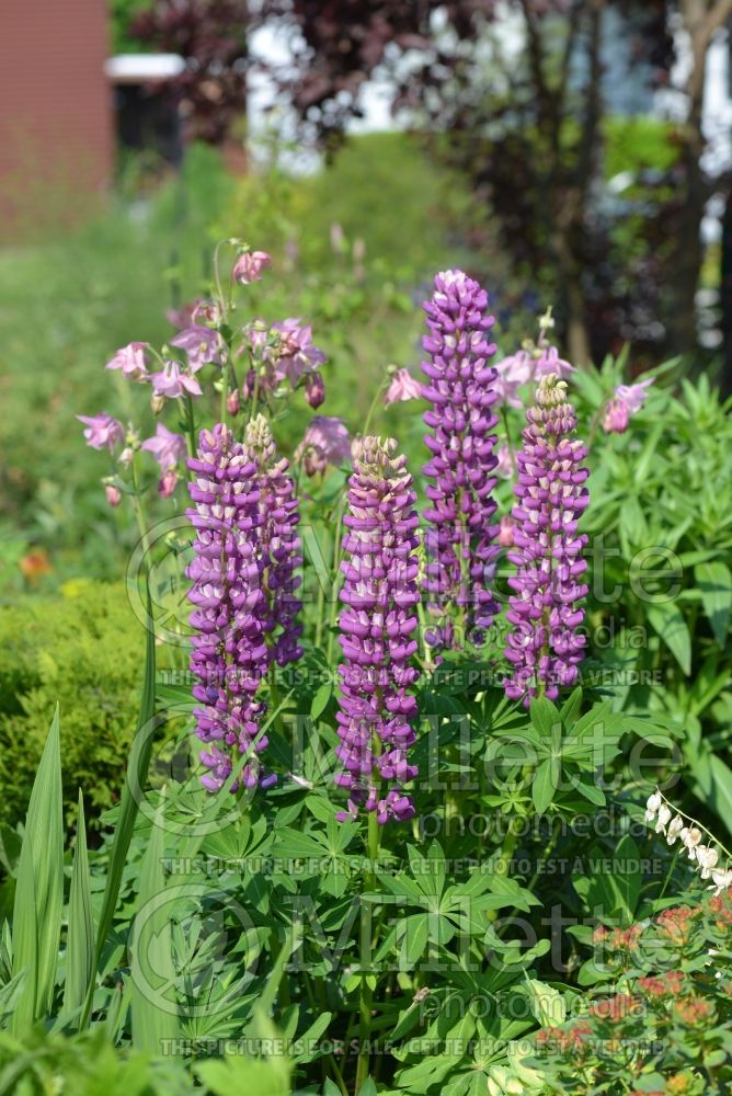 Lupinus Russell's Hybrid (bluebonnet or Texas lupine) 1