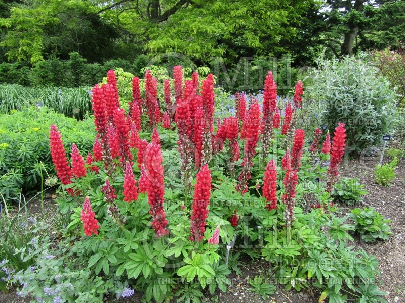 Lupinus Beefeater (Lupine) 1 