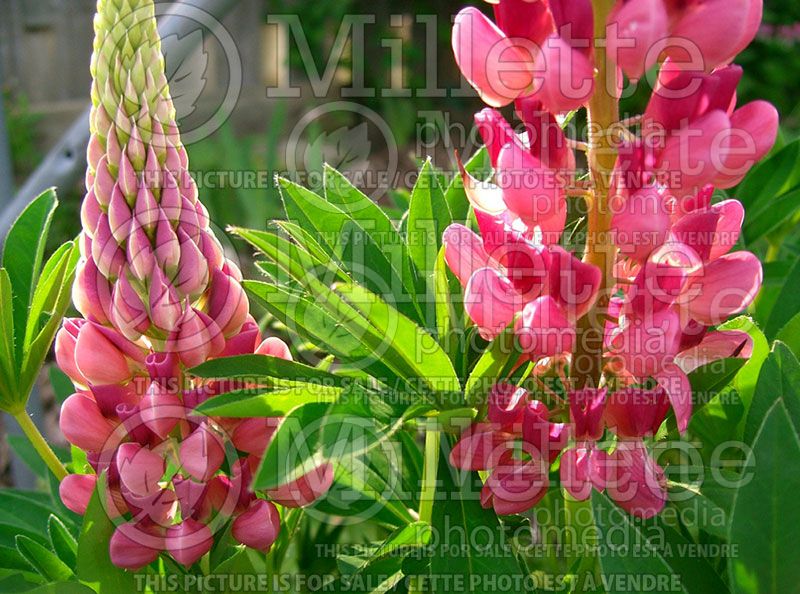Lupinus Gallery Red (Lupine) 1 