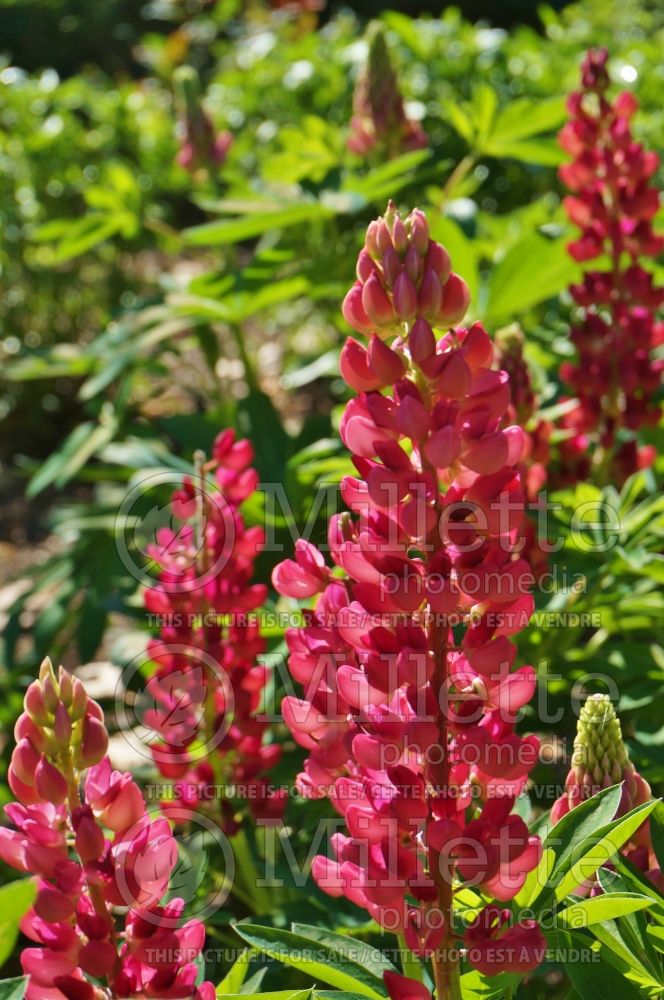 Lupinus Popsicle Red  (Lupine) 3 