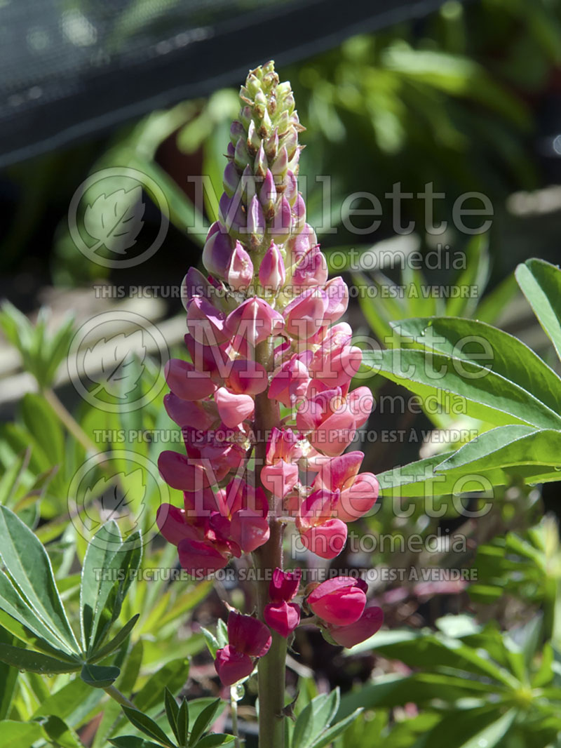 Lupinus Popsicle Red (Lupine)  1